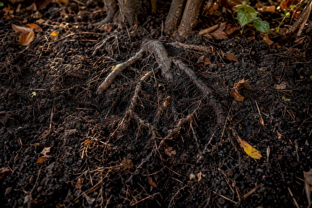 Racines se développant dans la terre chaude du jardin