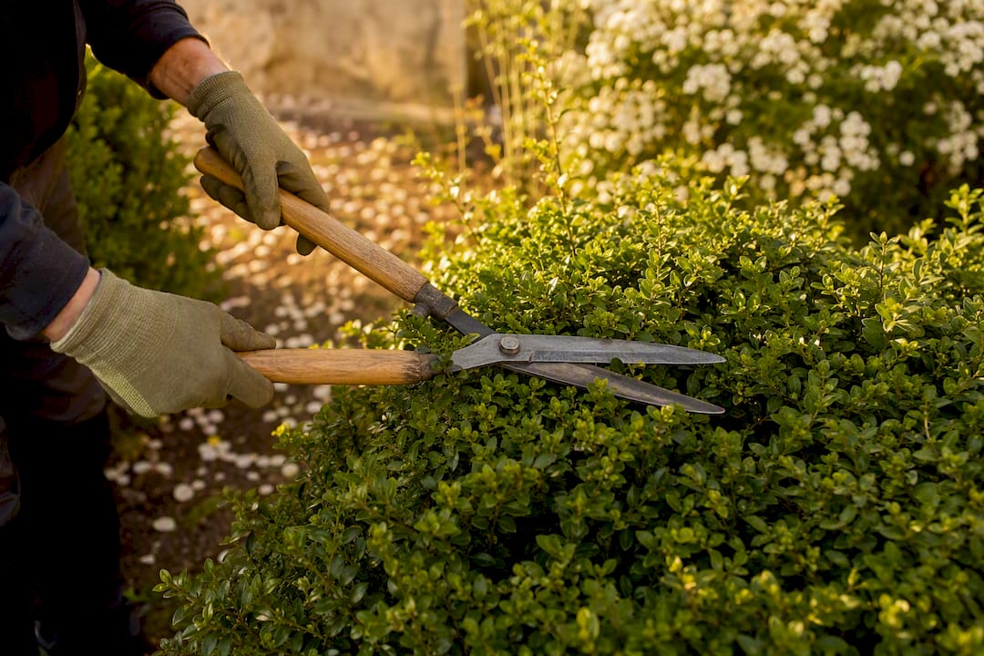 Mains taillant délicatement la haie au printemps