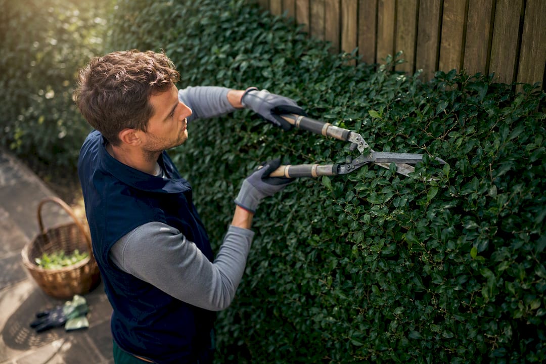 Jardinier professionnel coupant une haute haie en toute sécurité