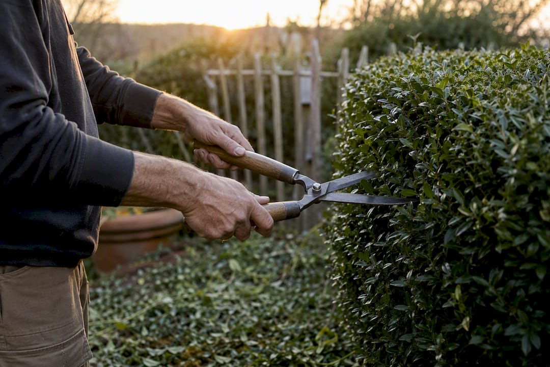 Personne taillant une haie dans le jardin par une journée douce
