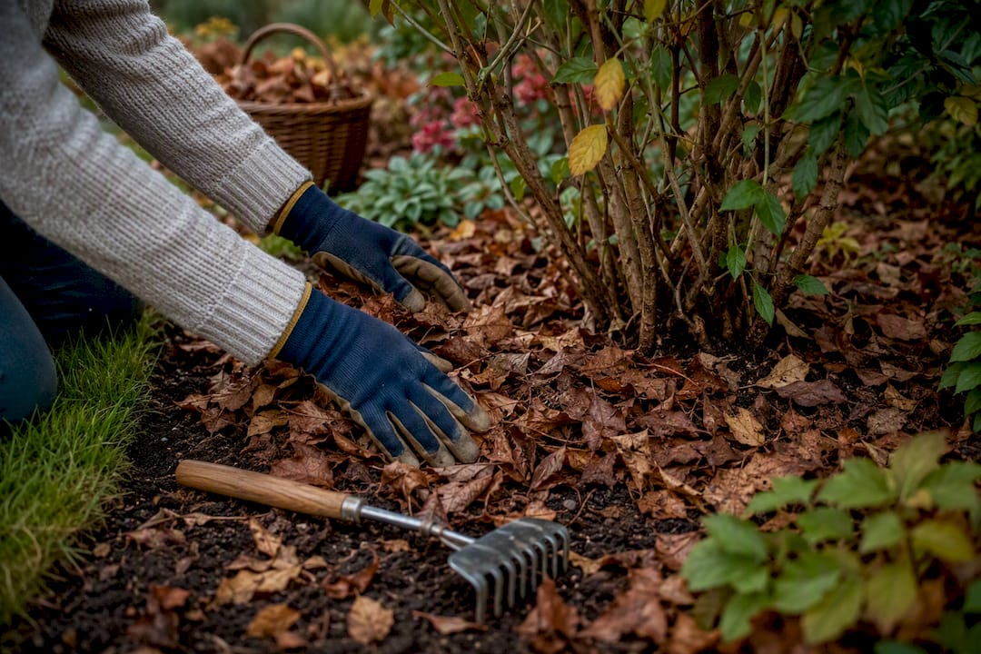 Feuilles mortes étalées en paillis autour des arbustes