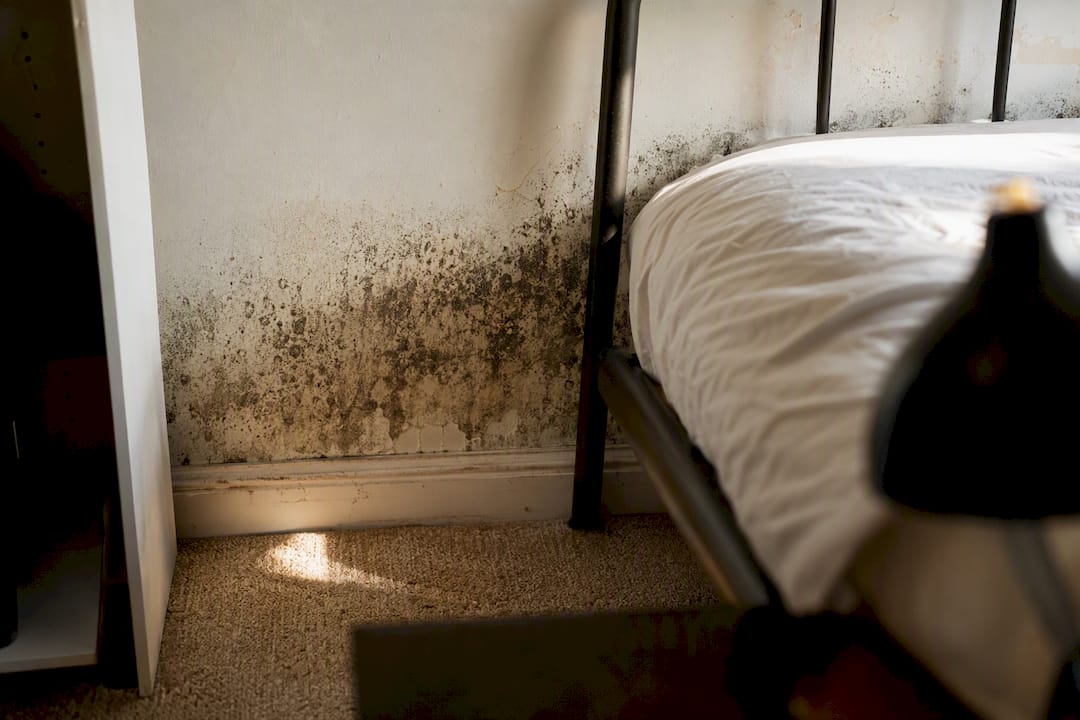 Black mould in a bedroom: causes, health risks and fixes