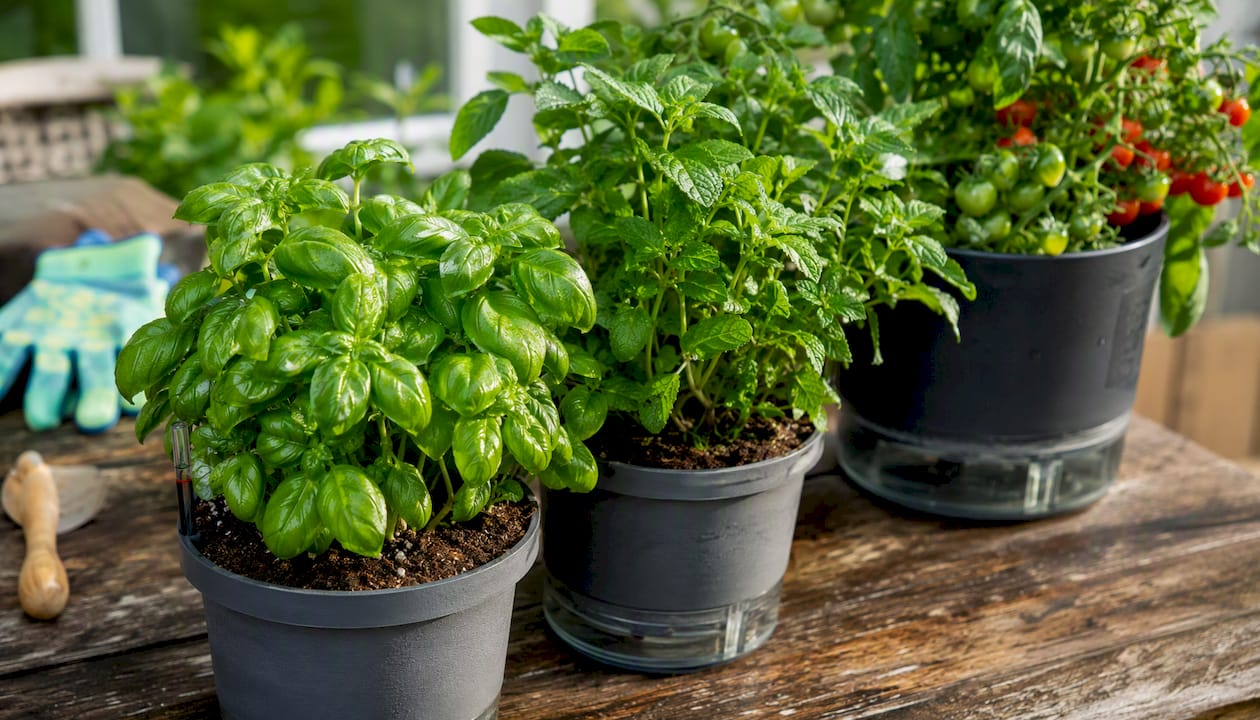 Healthy basil, mint, and tomato plants in containers