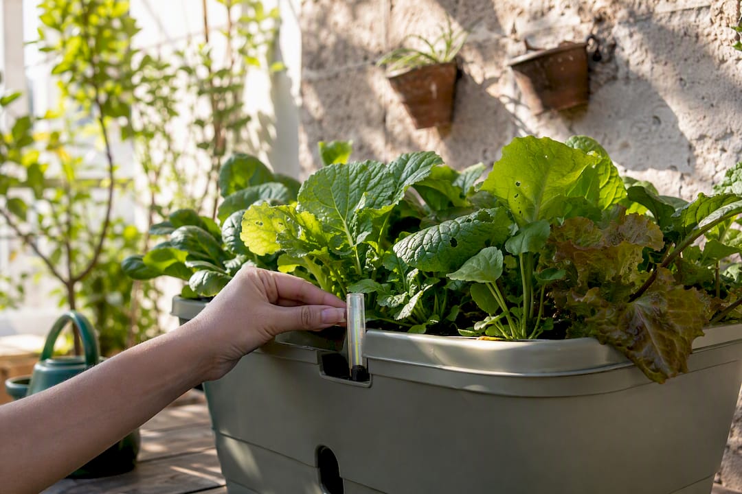 Gardener checking moisture in self-watering container