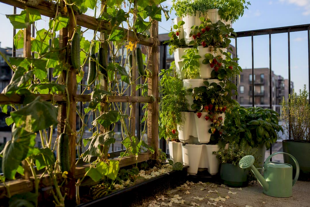 Vertical growing system with trellis and tower planter on balcony