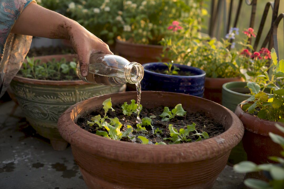 Slow hand watering terracotta container garden
