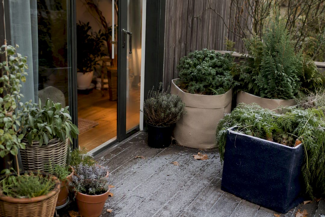Split view of plants indoors and hardy plants outside