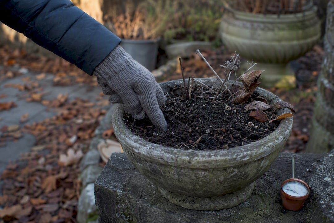 Hand checking soil dryness in winter planter