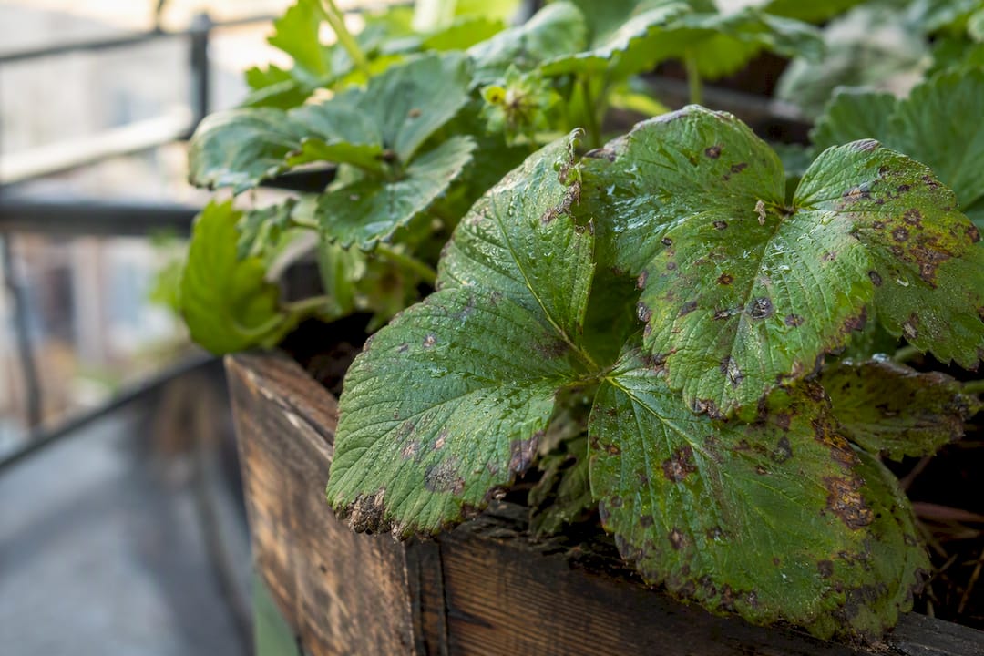 Strawberry leaves with foliar disease spots in container
