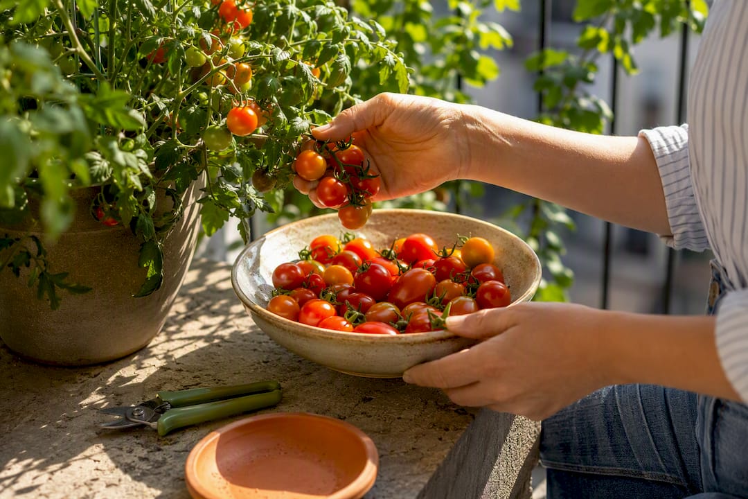 Ripe cherry tomatoes gathered from balcony plant