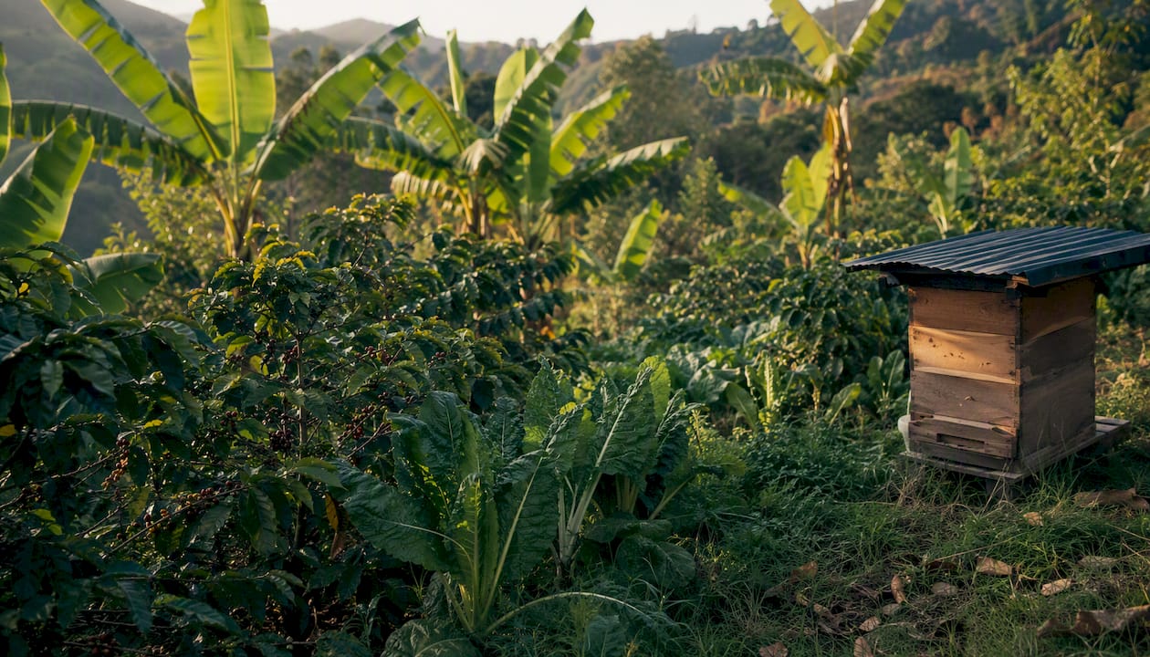 Coffee farm with intercropping and beekeeping setup