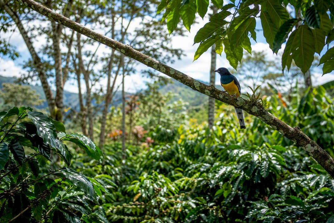 Songbird perched in coffee farm shade canopy