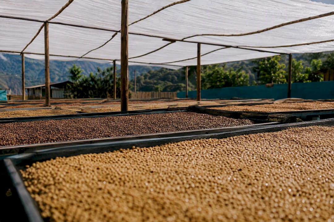 Coffee farm drying beds with weather monitoring device