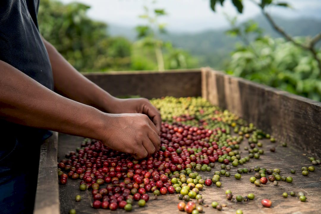 Hands sorting ripe coffee cherries on wooden table