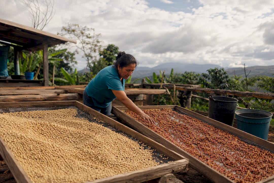Coffee drying beds showing different processing methods