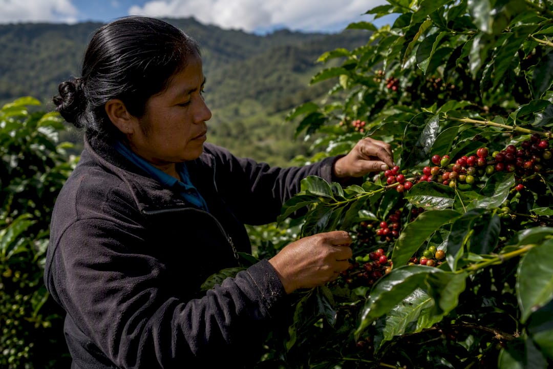 Hands picking ripe coffee cherries on farm