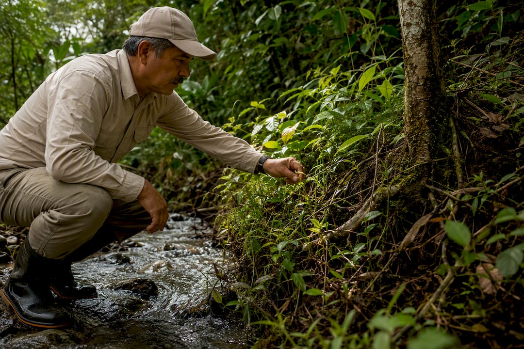 Protected stream buffer beside coffee farm