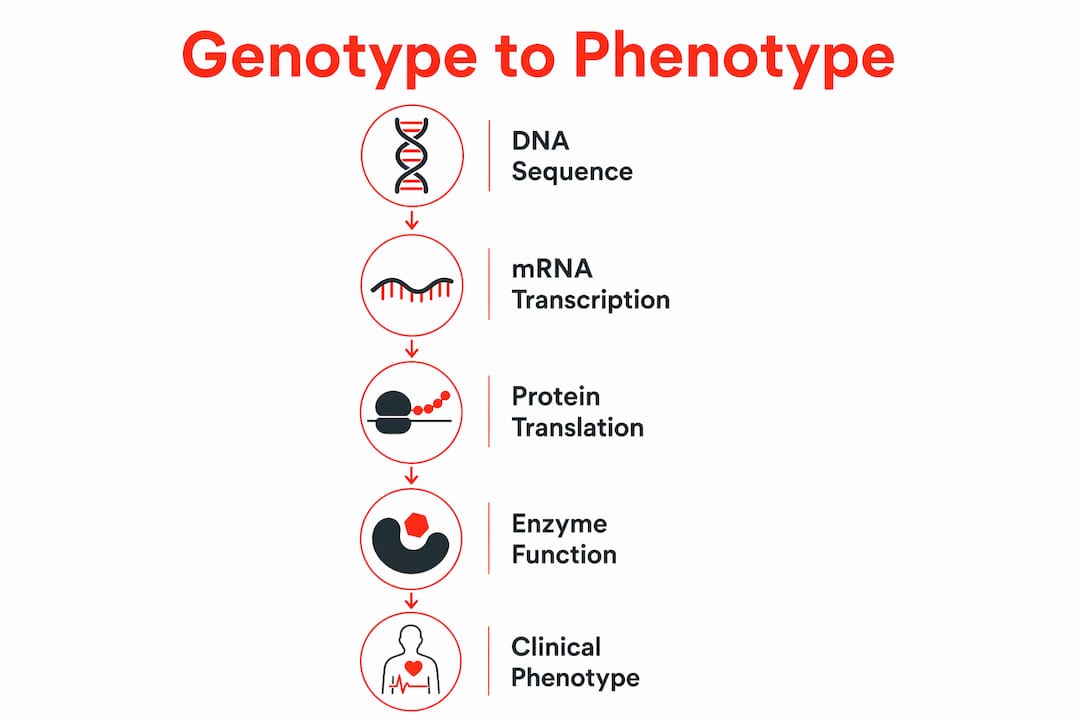 Infographic illustrating the flow from genotype to phenotype