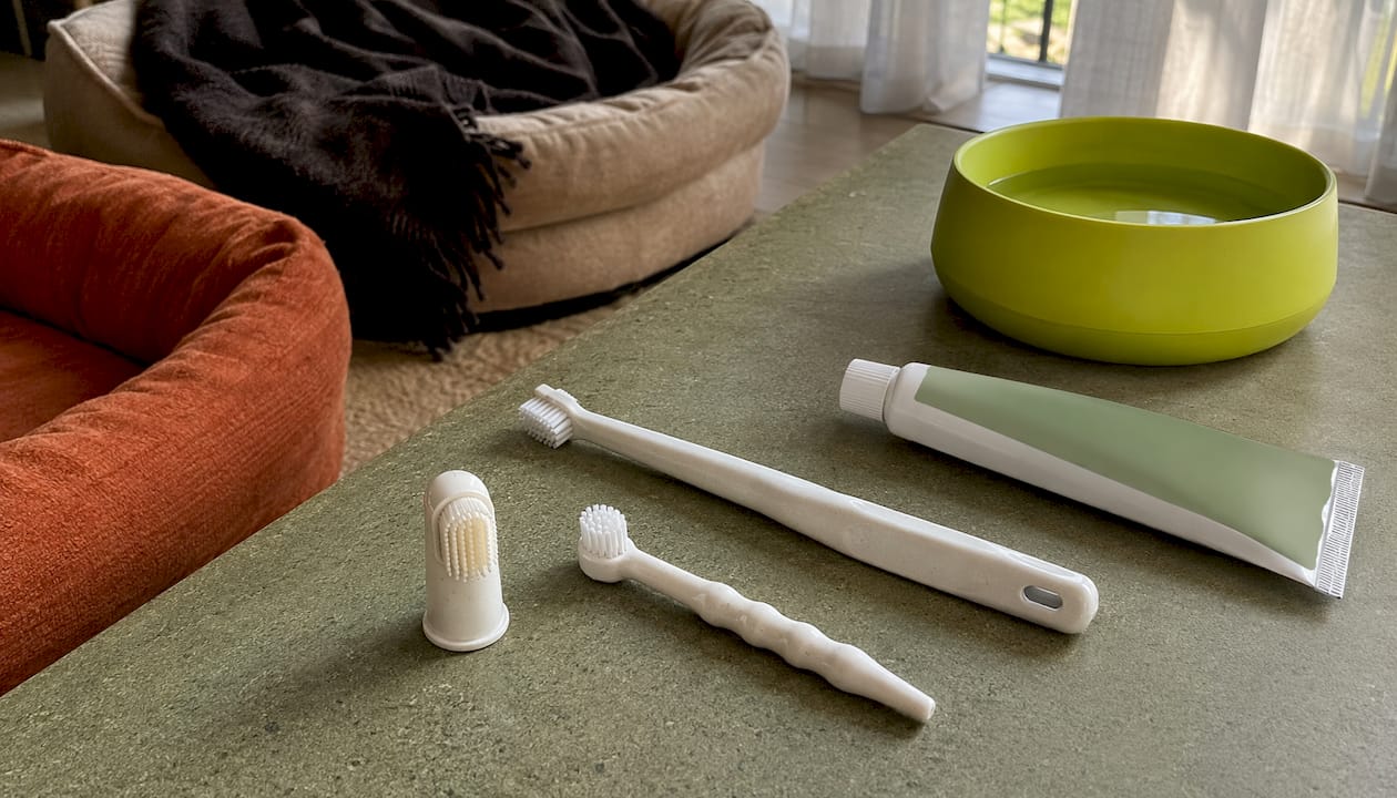 Close-up of dog toothbrushes and toothpaste