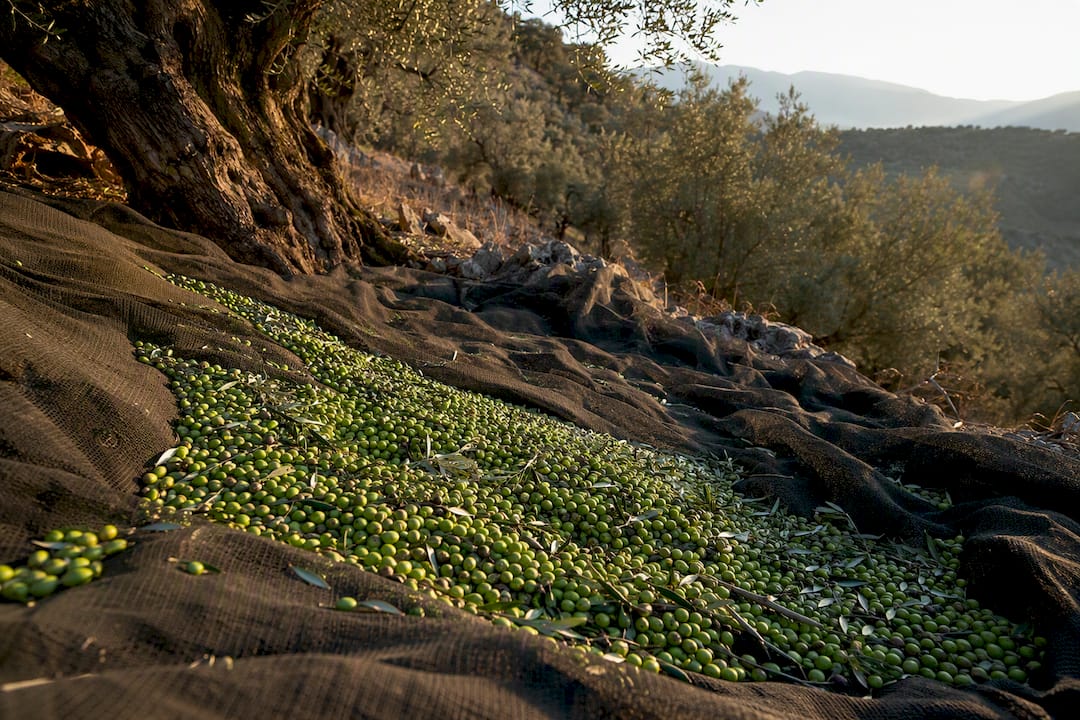 Aceitunas verdes en una red bajo olivos centenarios
