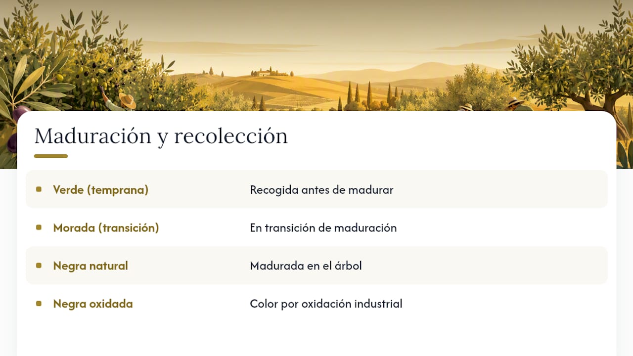 Fases del color y el proceso de tratamiento de la aceituna
