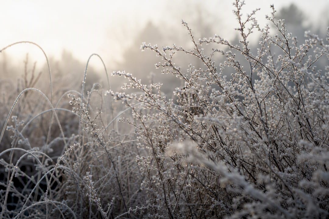 Frost sparkling on branches and grass in soft light