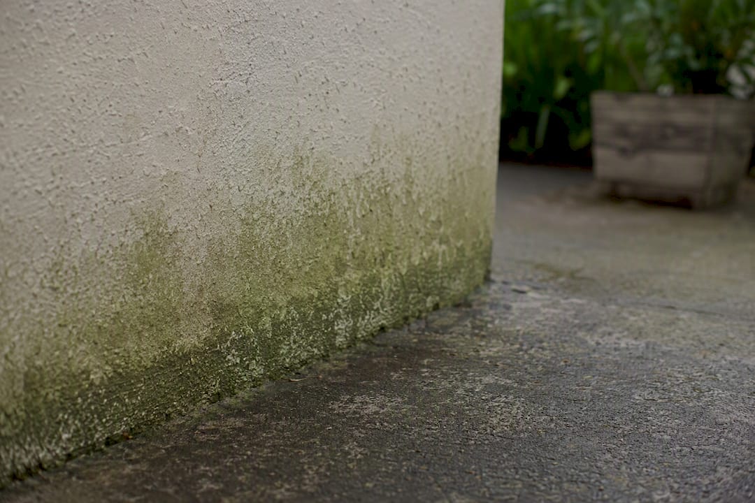 Close-up of algae growth on stucco wall