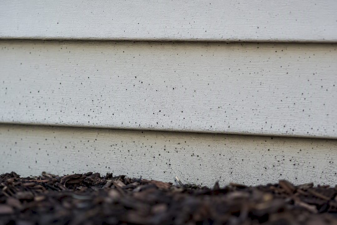 Artillery fungus specks on siding