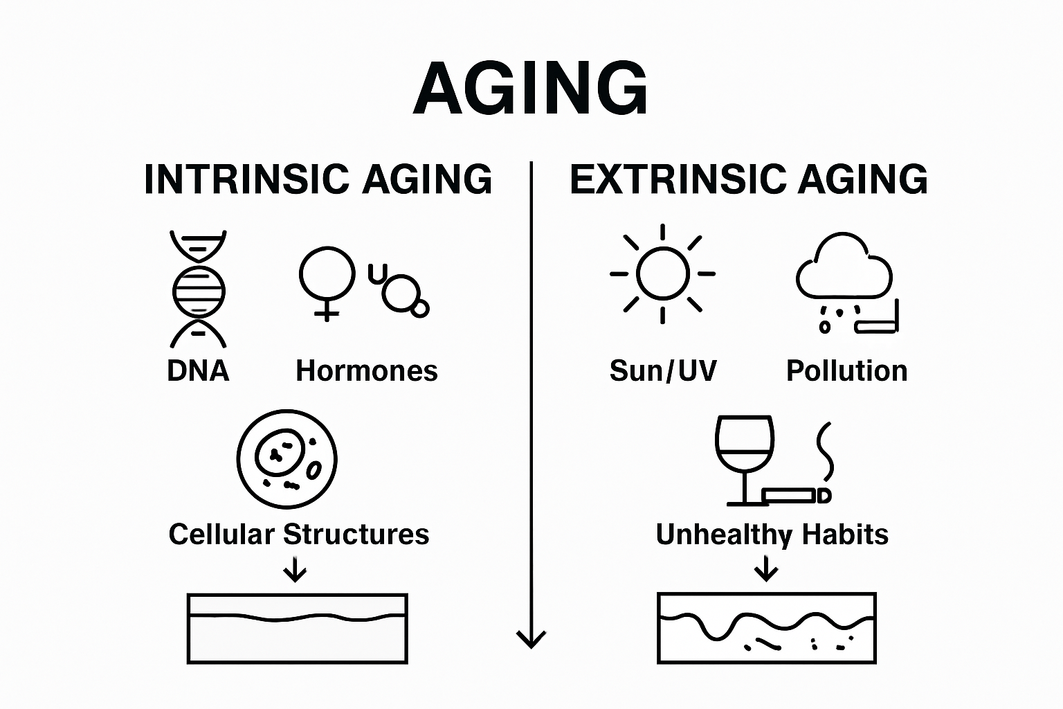 Understanding Defining Wrinkle Prevention for Aesthetic Care 1 Simple comparison of intrinsic and extrinsic aging factors.