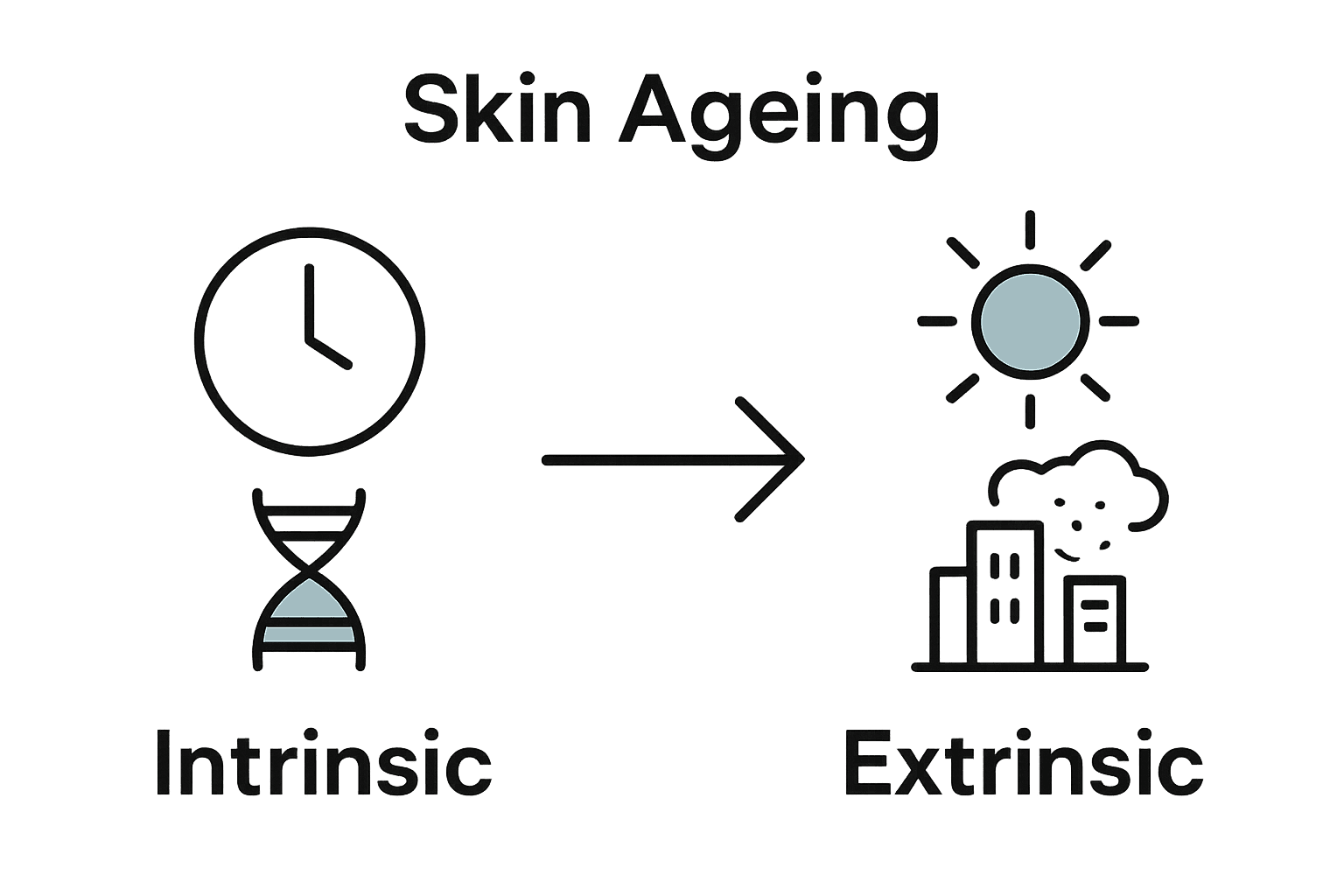 Simple infographic comparing intrinsic and extrinsic skin aging factors