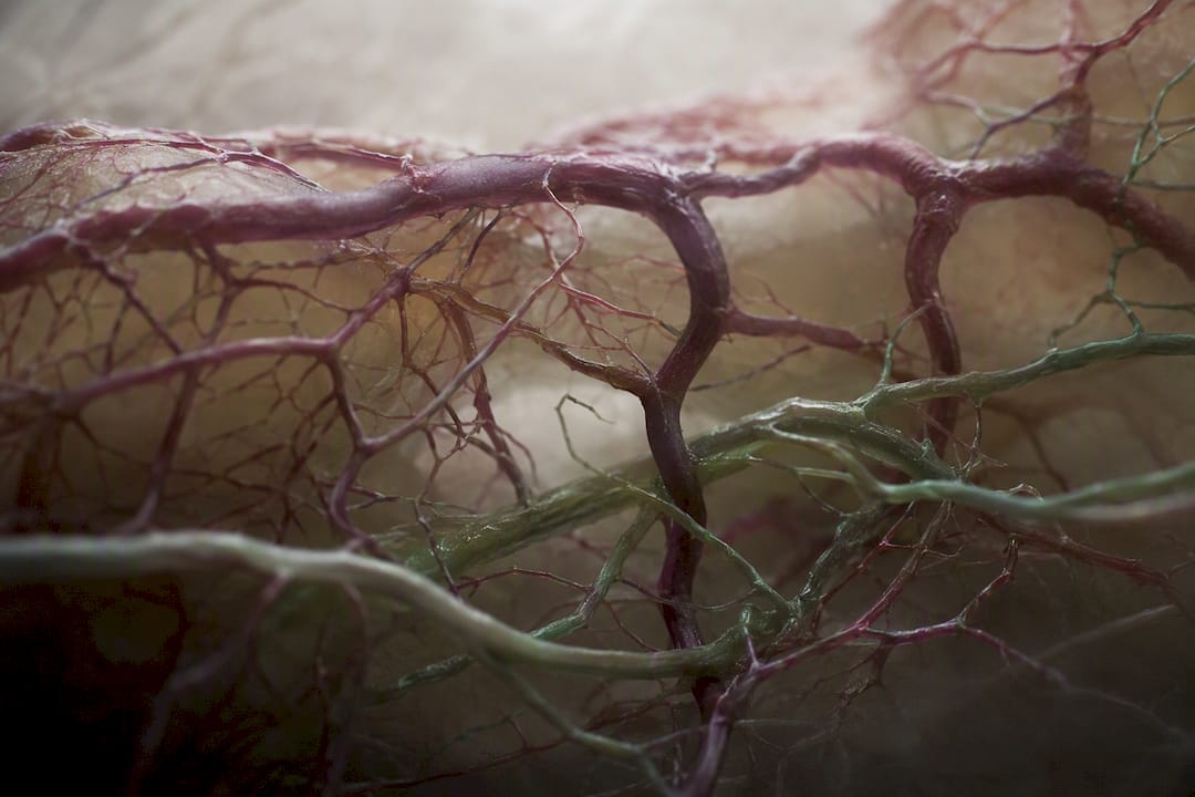 Close-up of microvascular blood vessels model