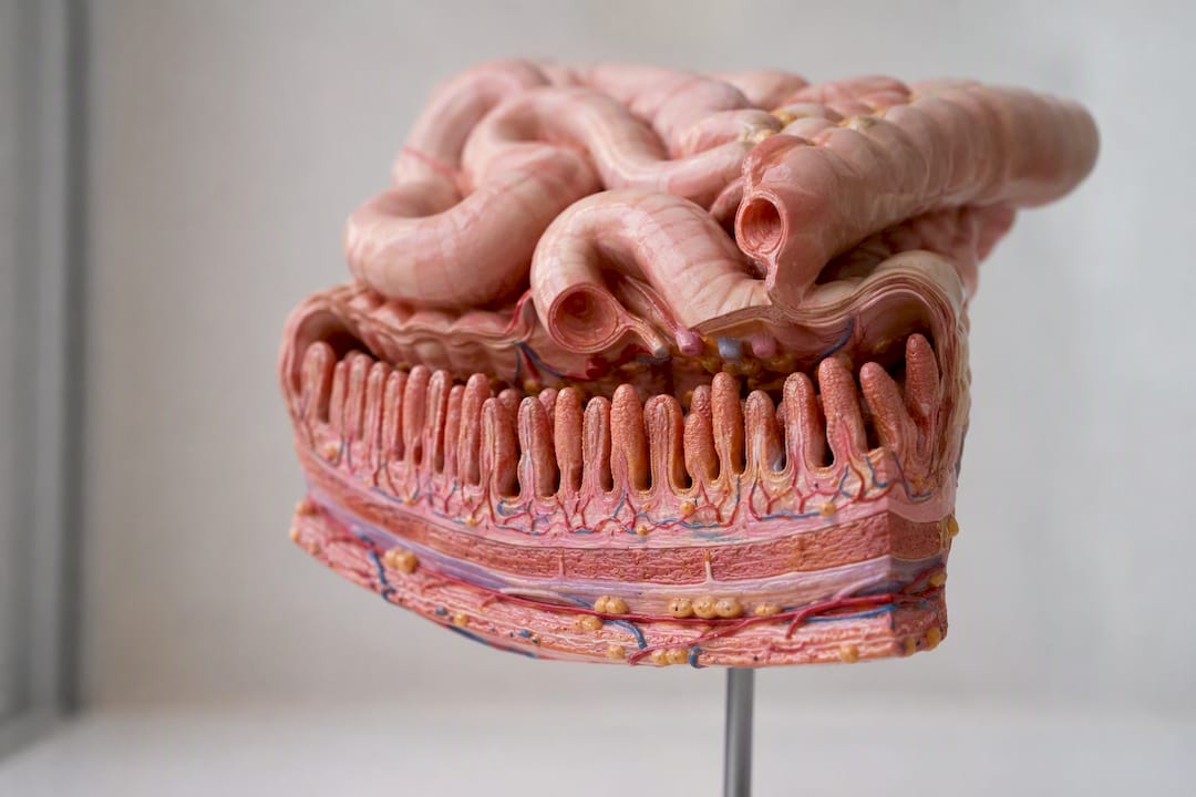 Close-up of small intestine model surface