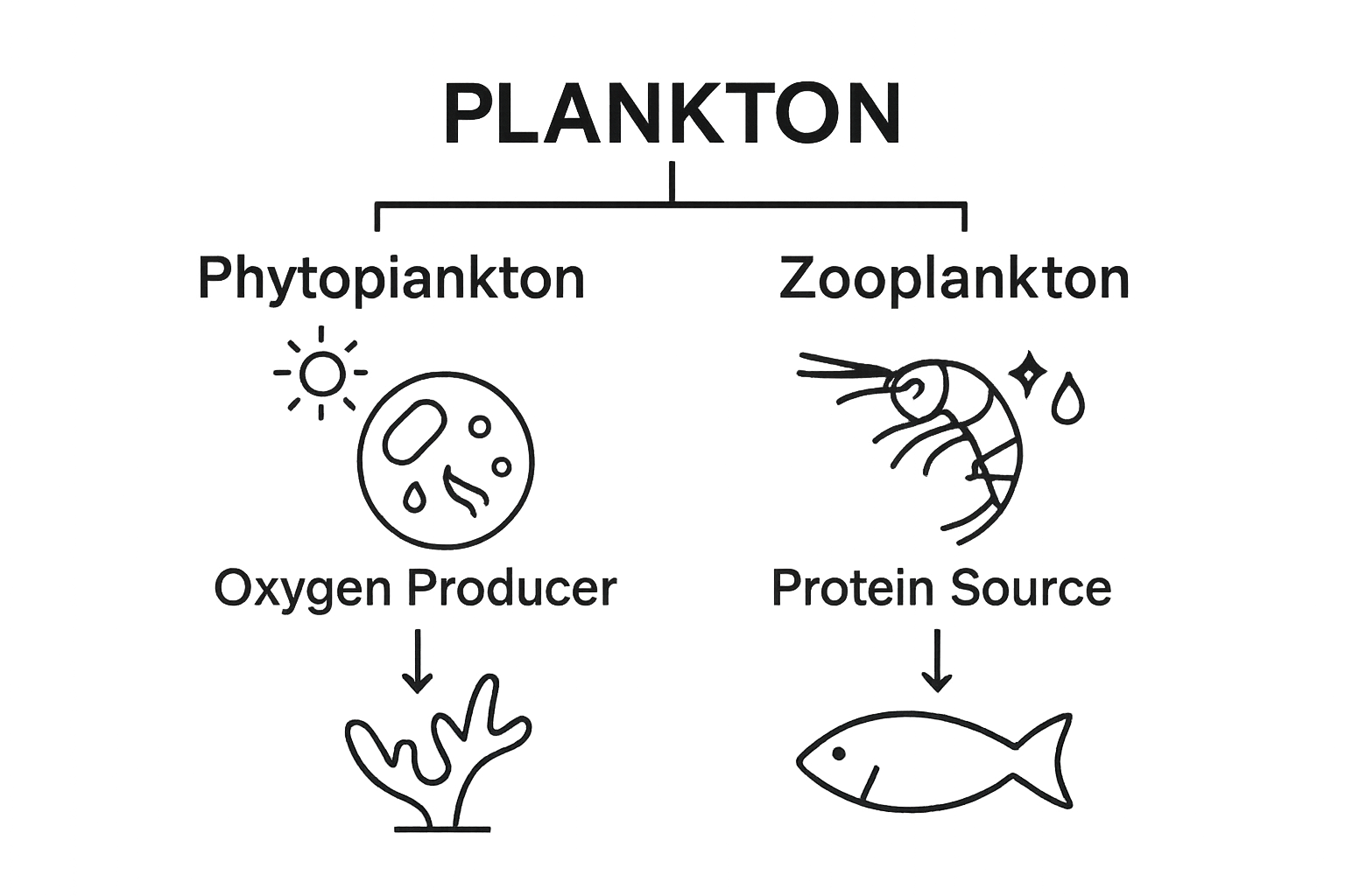 Infographic comparing phytoplankton and zooplankton roles