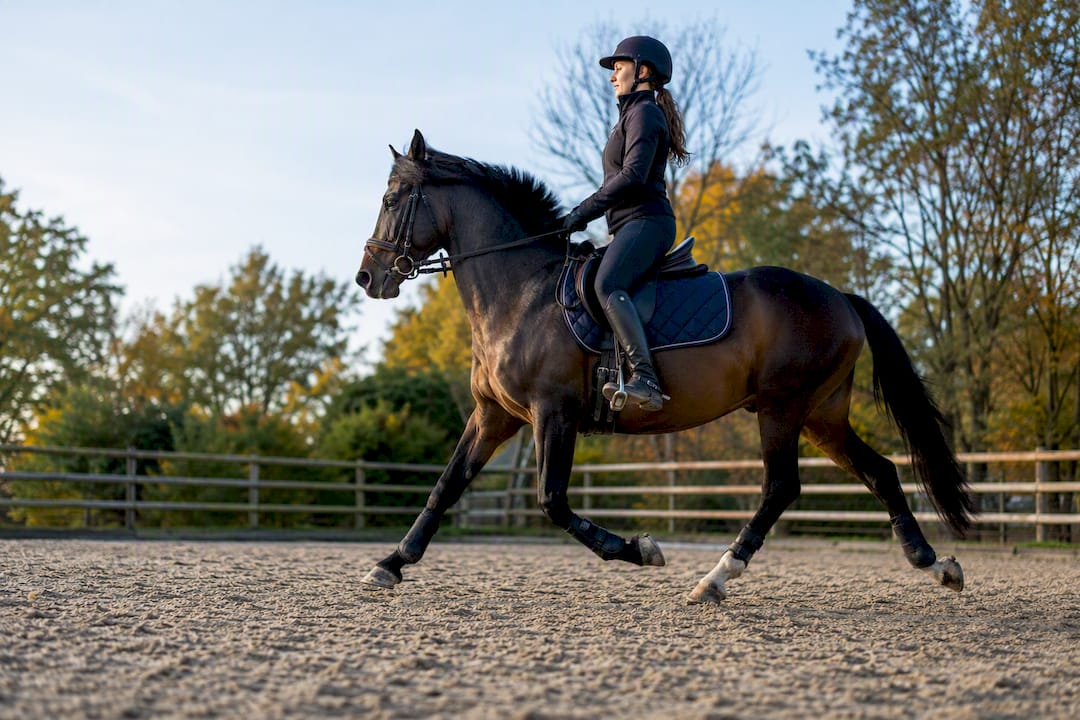 Horse trotting intervals in arena