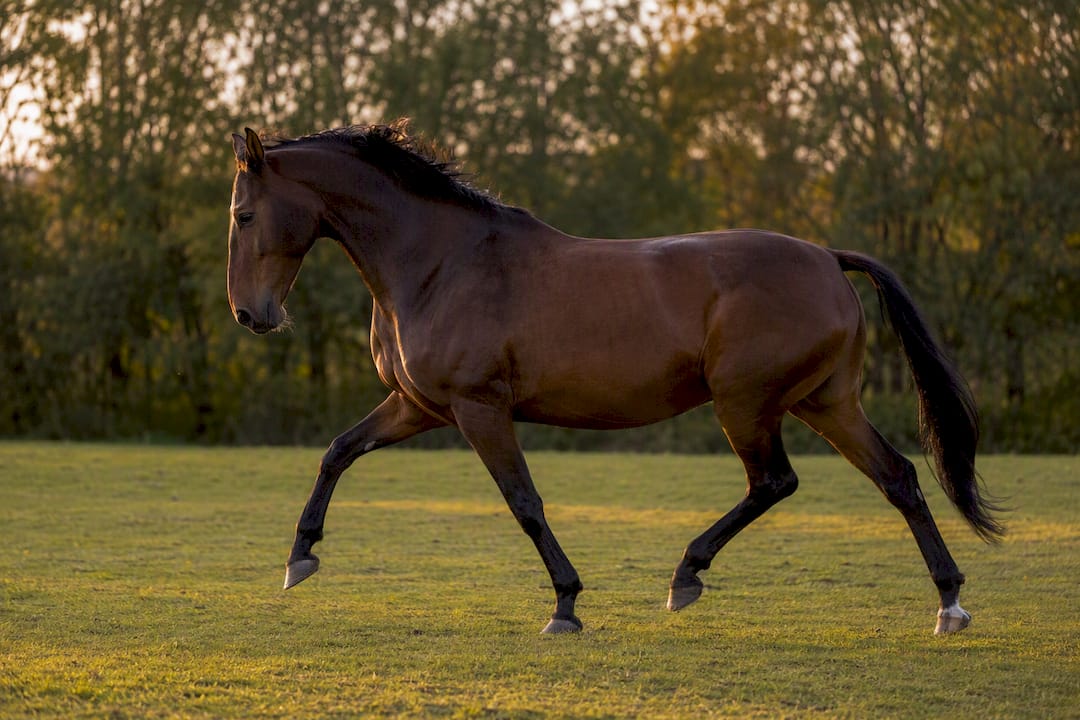 Trotting horse showing head and pelvic movements
