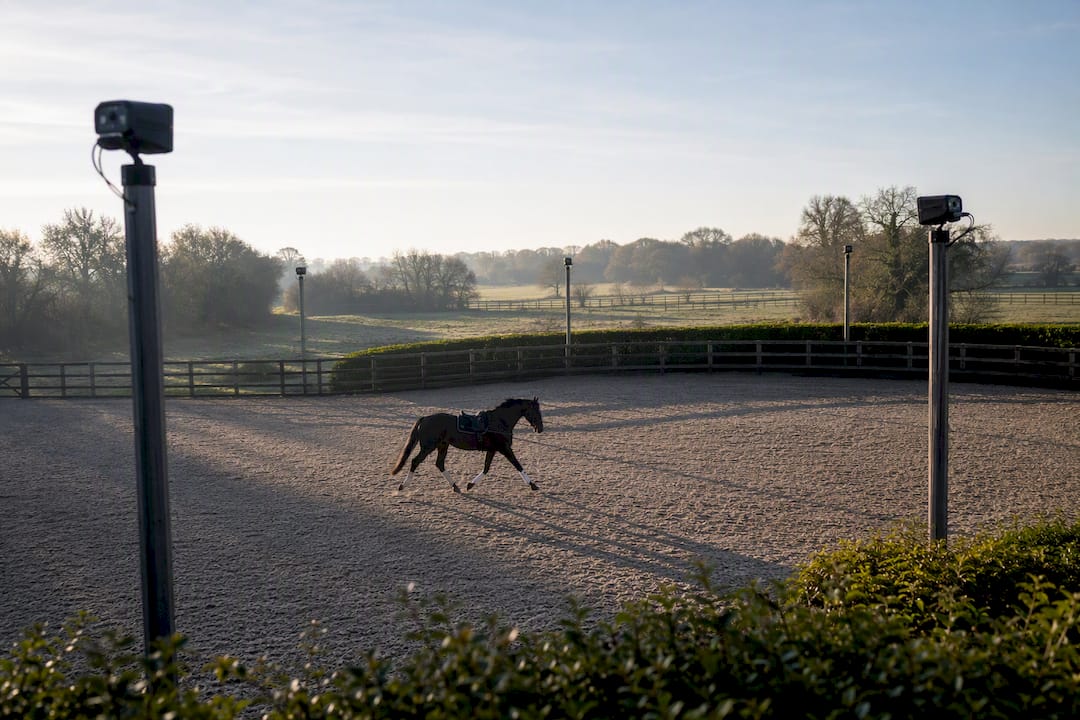 Markerless cameras set up capturing horse trot
