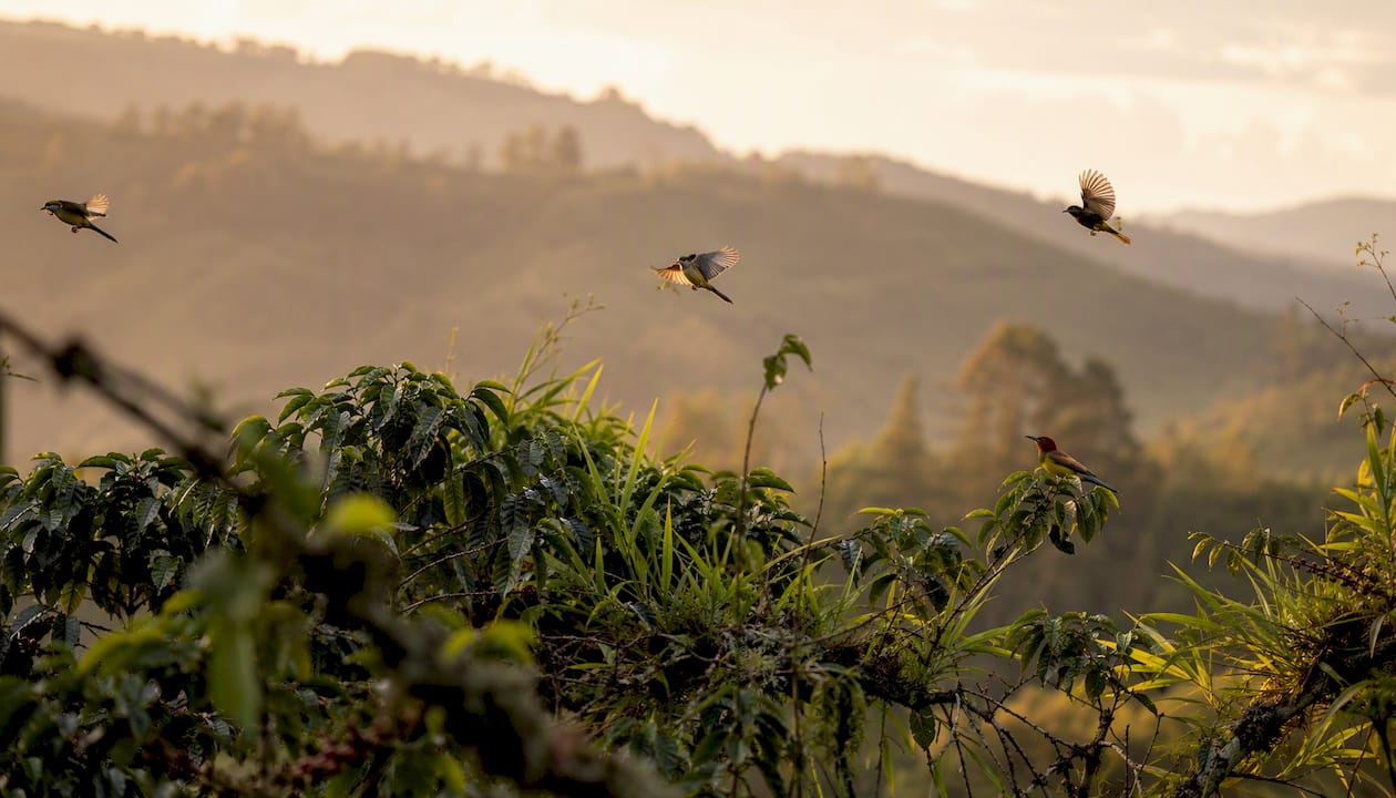 Birds in shaded coffee farm habitat