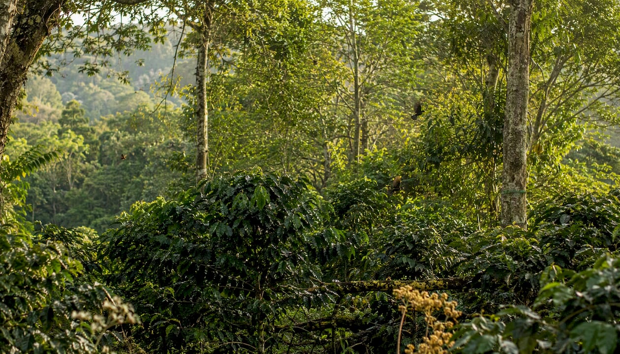 Birds and insects in shaded coffee farm ecosystem