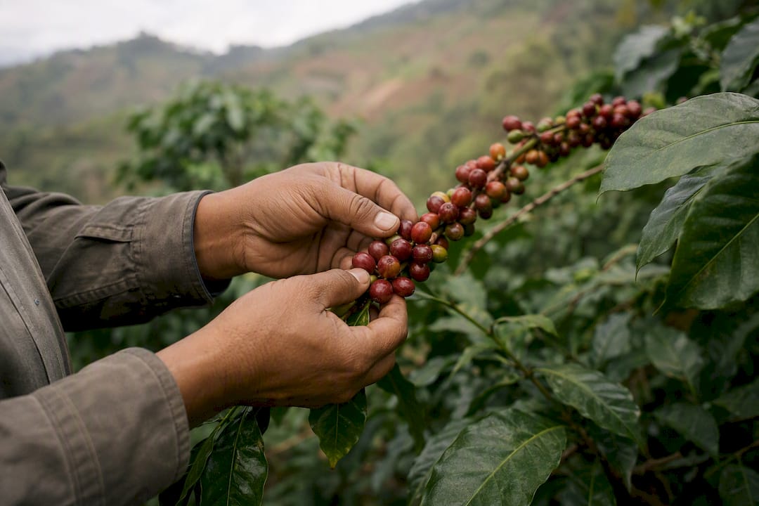 Hands harvesting coffee cherries on farm