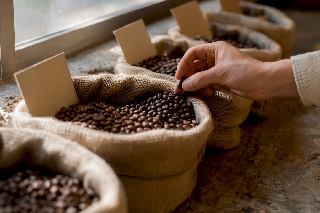 Hands inspecting coffee beans from farm bags