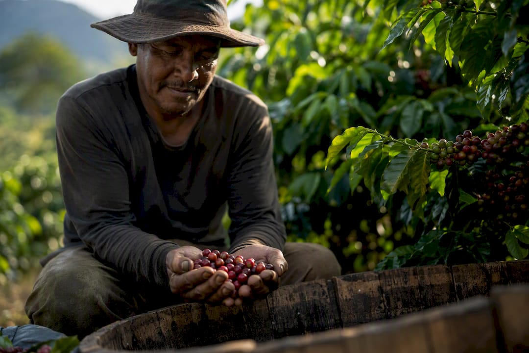 Hand holding ripe coffee cherries on farm