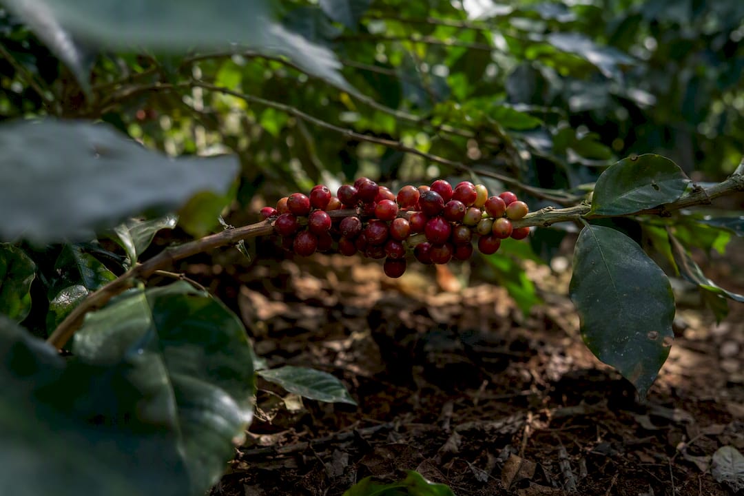 Ripe coffee cherries on shaded branch