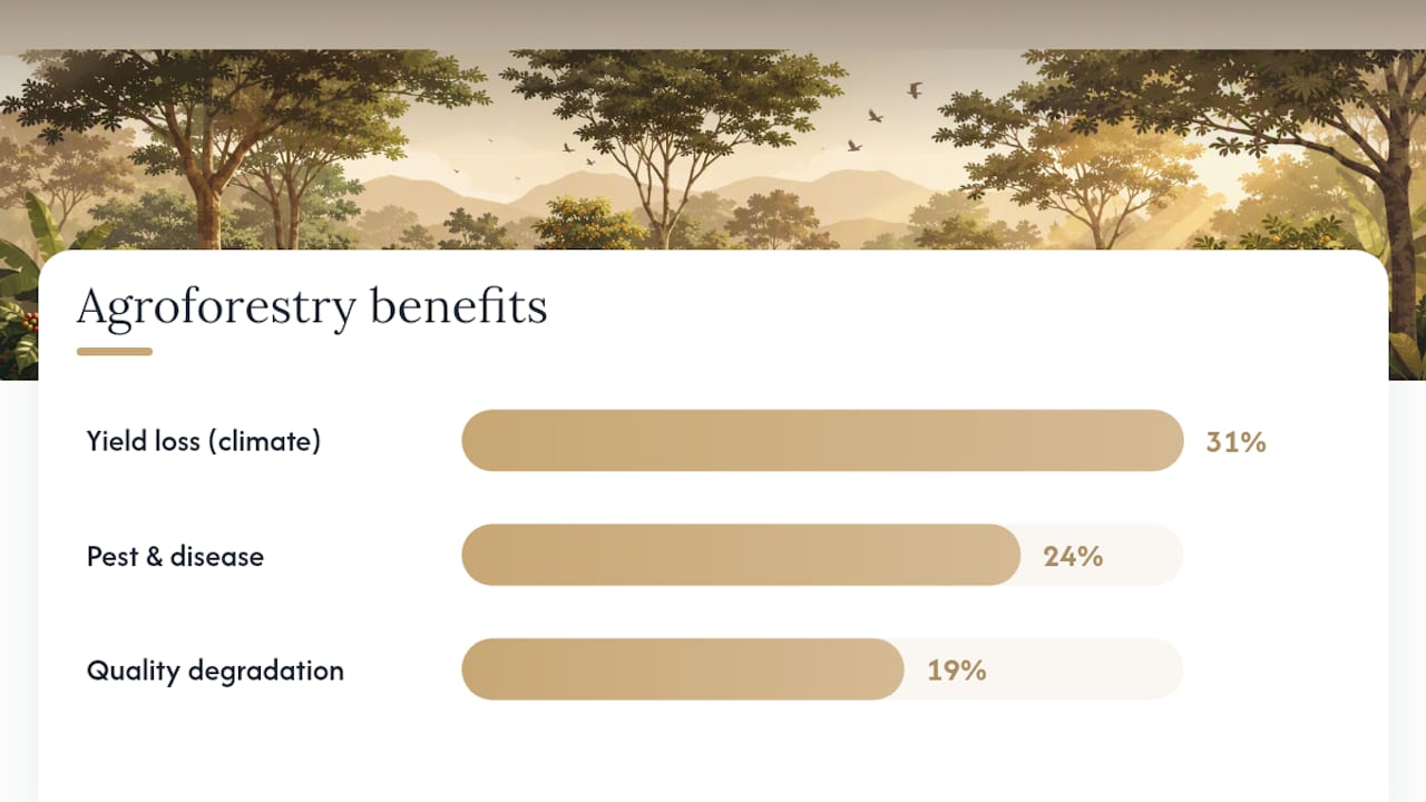 Graph comparing agroforestry coffee benefits on yield and pests