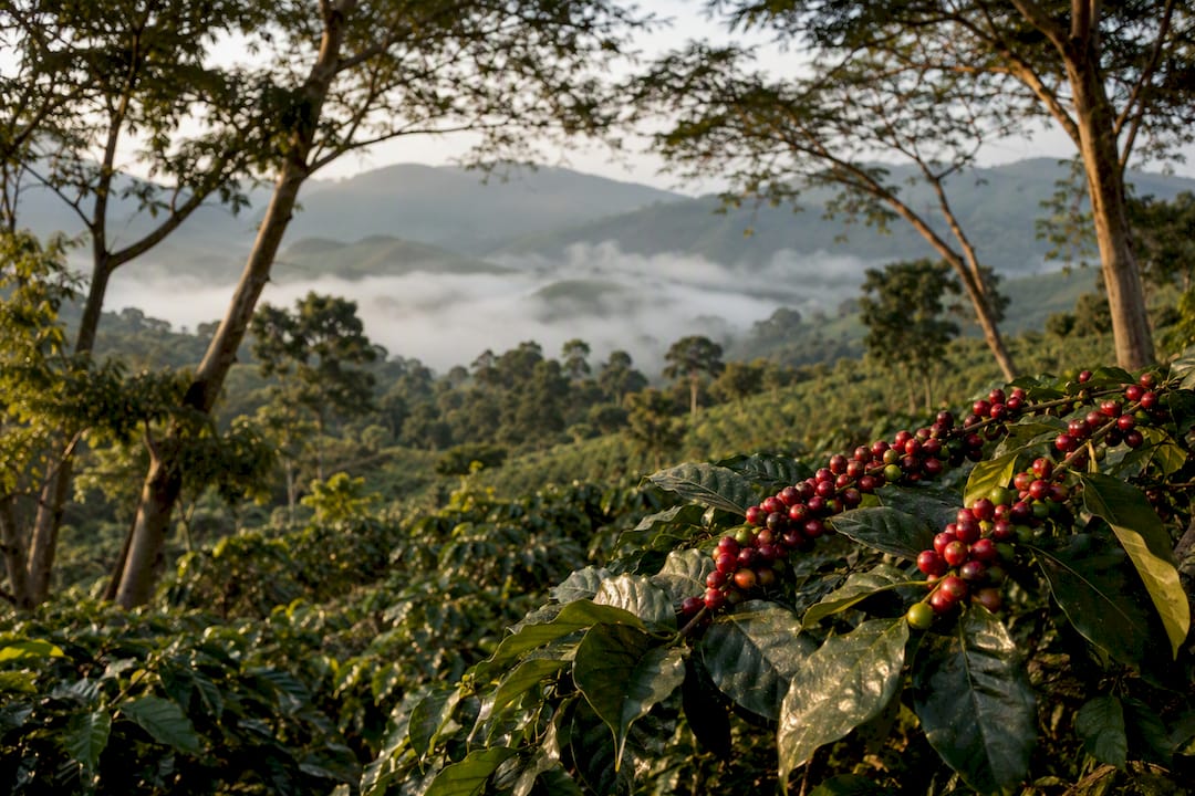 Shaded Arabica coffee farm on mountainside