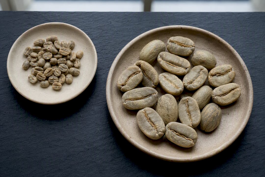 Oversized Pacamara beans beside Arabica