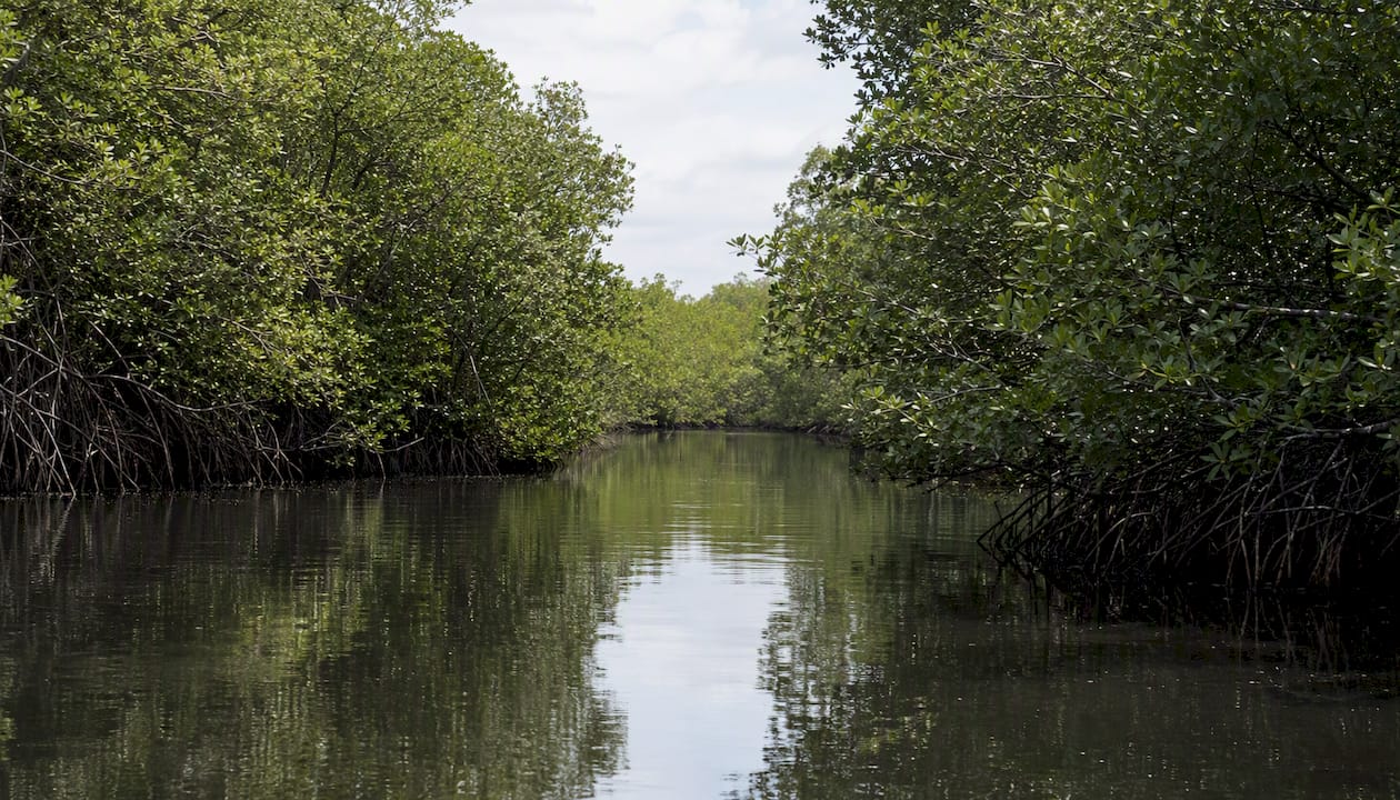 Mangrove lined sheltered creek for boats