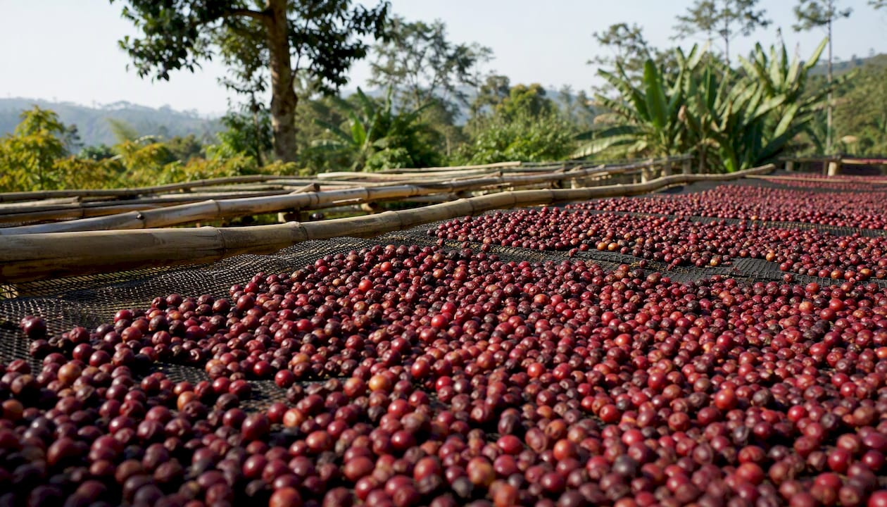 Coffee cherries drying outdoors on raised bed