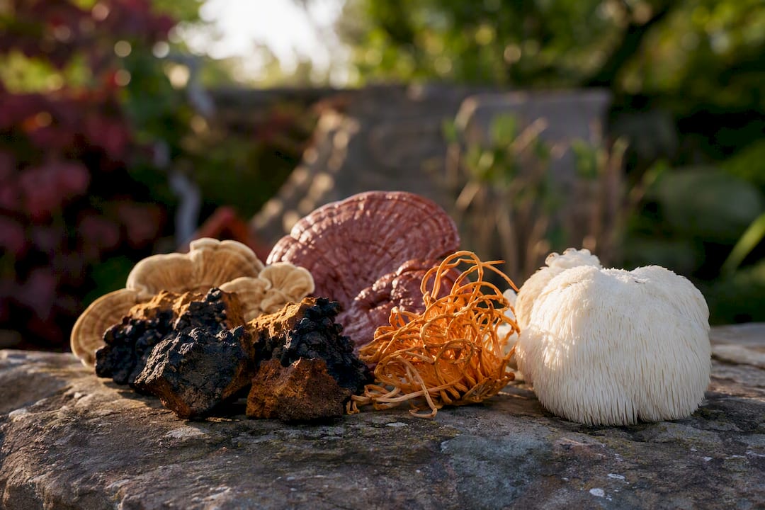 Various medicinal mushrooms on wood
