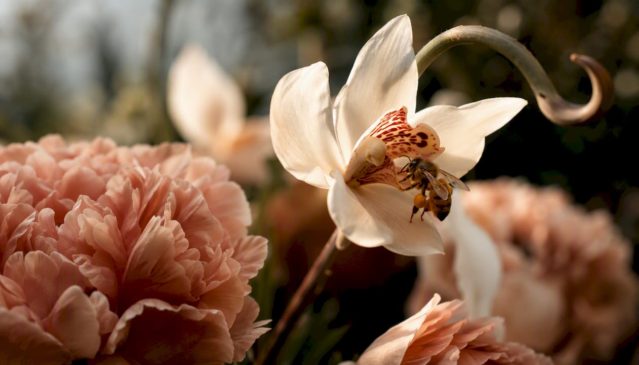 Bee pollinating orchid flower closely