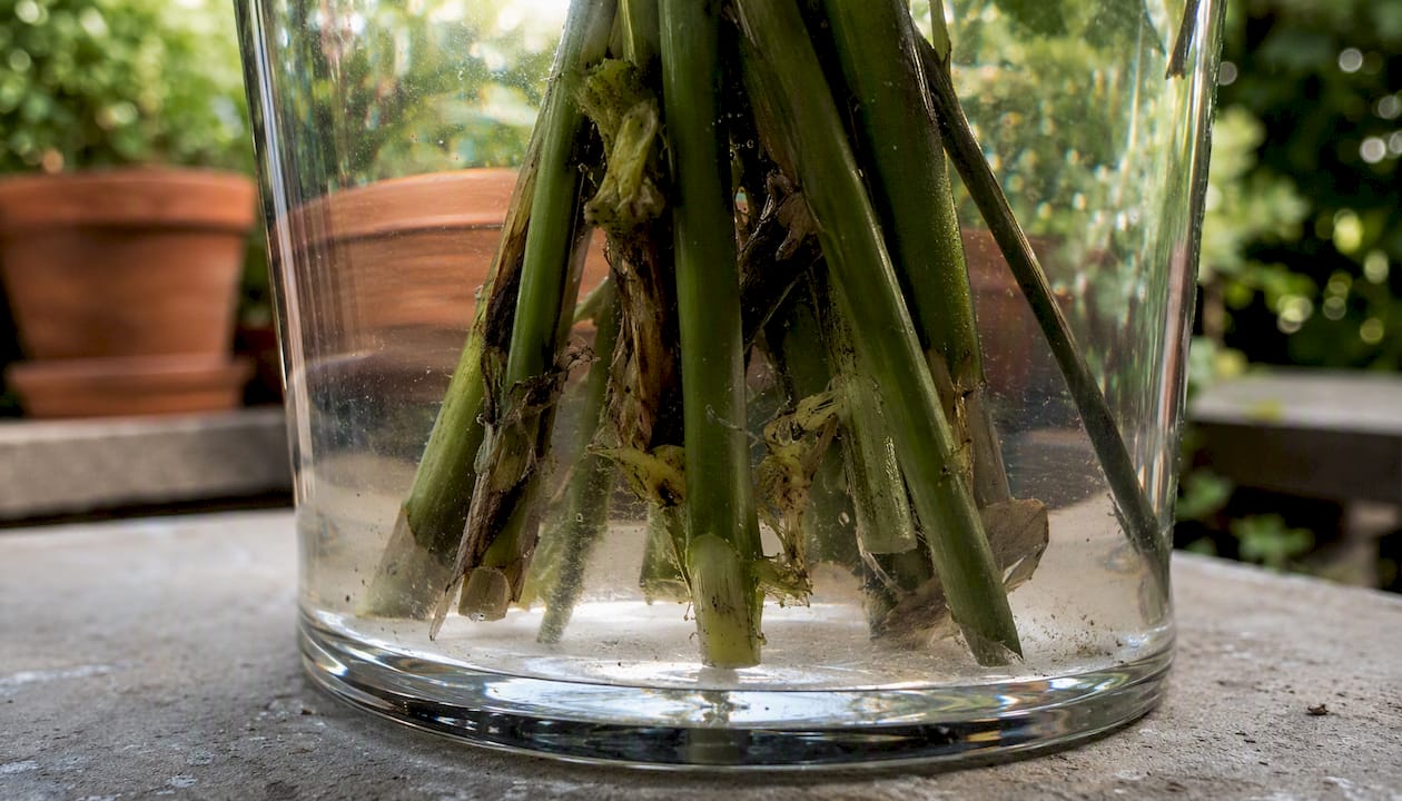 Close-up of bacterial buildup on flower stems underwater